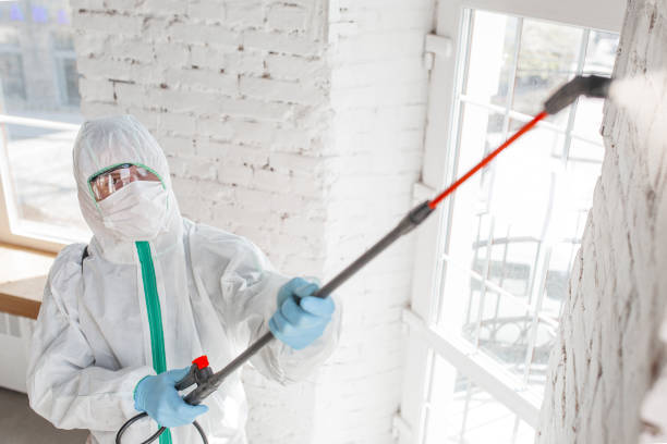 Best Mold Damage Restoration  in Rolla, MO