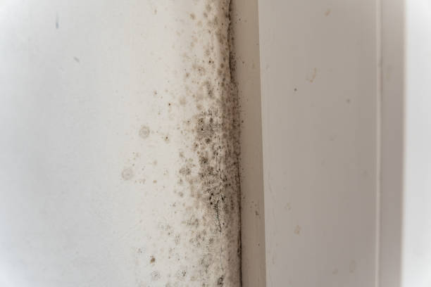 Best Mold Odor Removal Services  in Rolla, MO