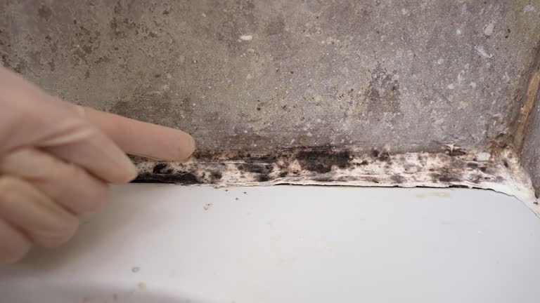 Best Asbestos and Lead Testing During Mold Inspection  in Rolla, MO